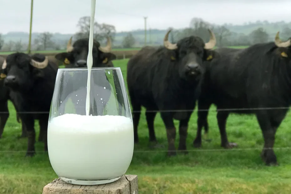 WellHealthOrganic Benefits of Buffalo Milk